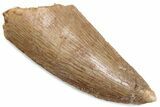 Serrated Raptor Tooth - Real Dinosaur Tooth #376518-1